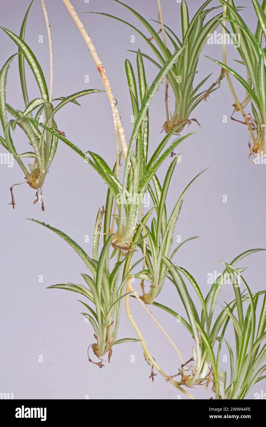 Plantes naissantes sur tige ombilicale provenant de la plante mère de l'araignée (Chlorophytum comosum). Plantes de maison populaires avec lea vert / blanc panaché Banque D'Images
