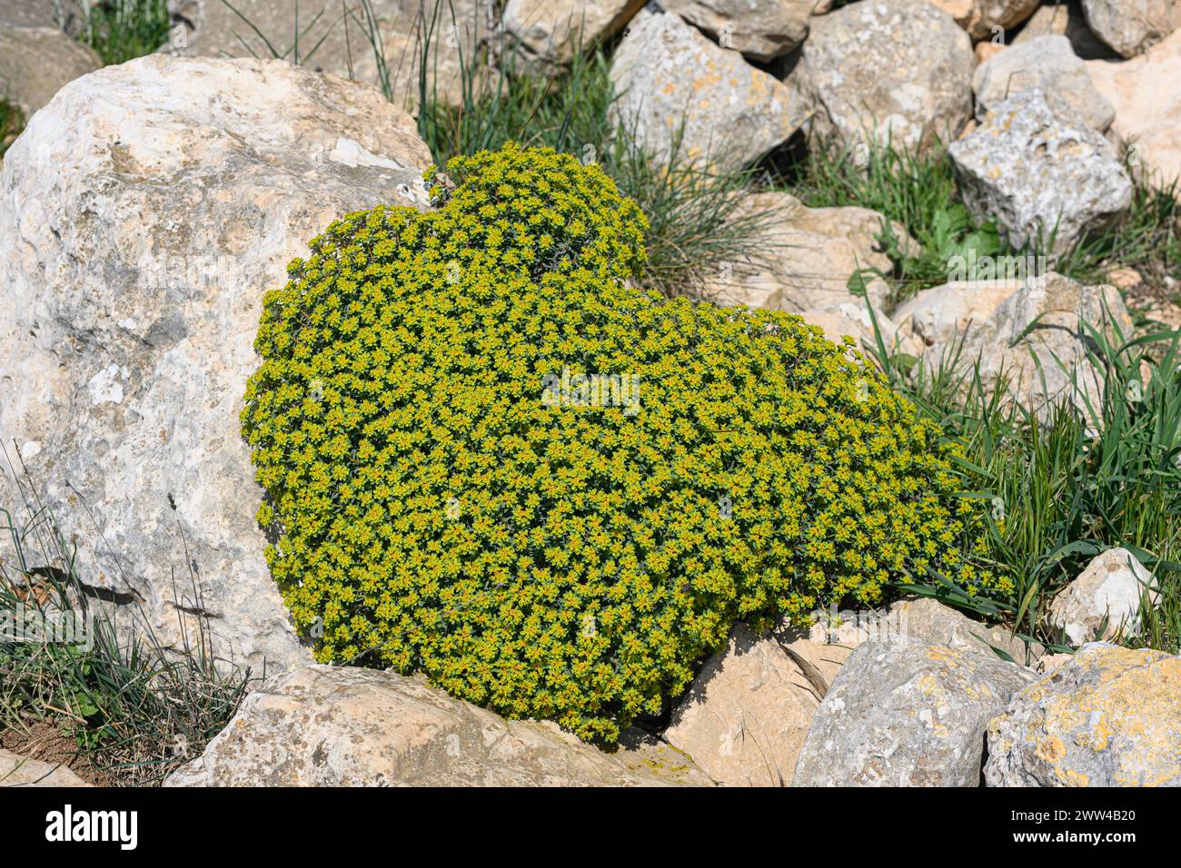 Euphorbia hierosolymitana L'épurée de Jérusalem photographiée à Har Amasa (Mont Amasa), Israël au printemps février Banque D'Images