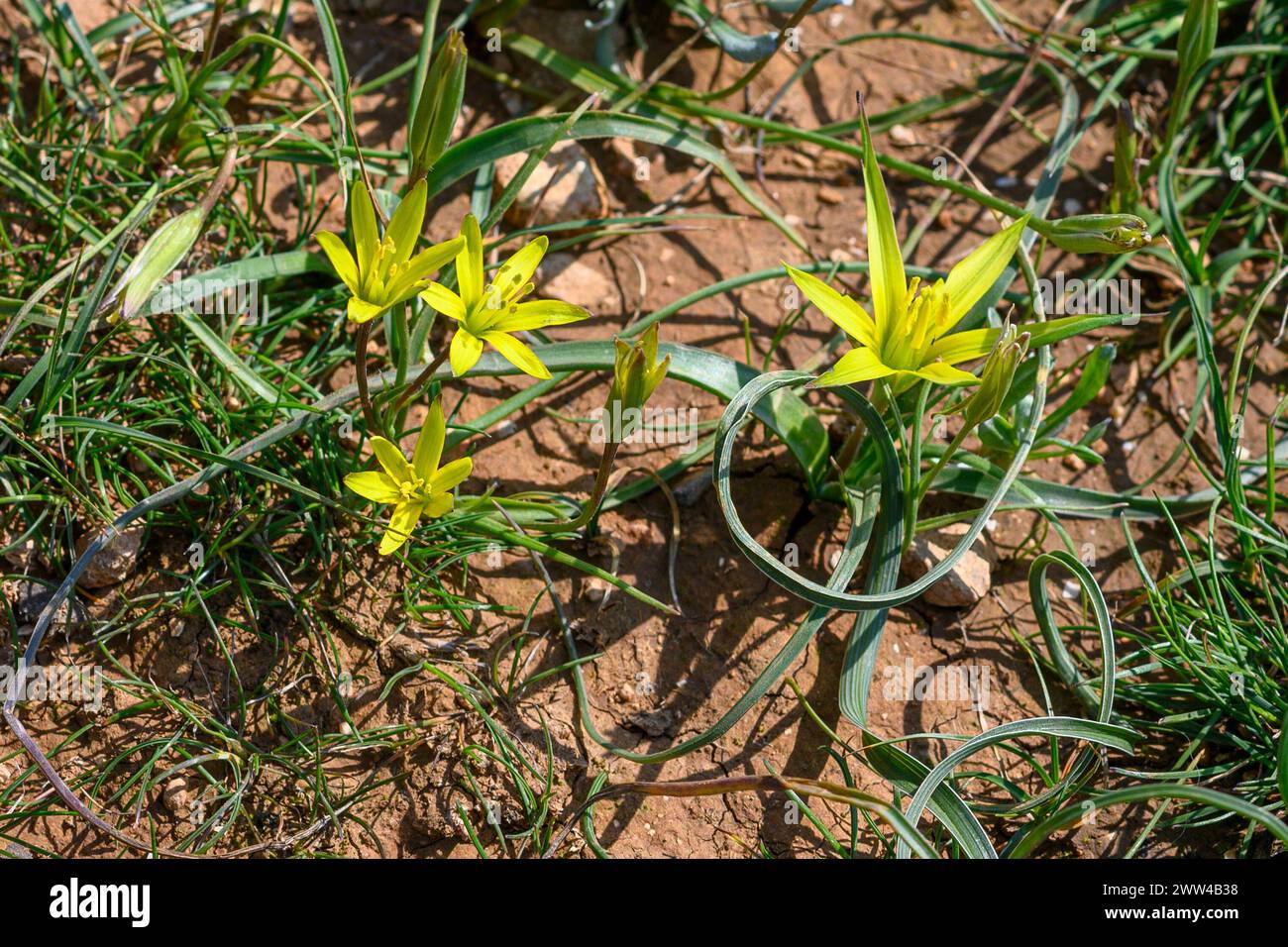 Les noms communs de Gagea commutata incluent Stolonous Gagea et Yellow Star-of-Bethléhem, photographiés à Har Amasa (Mont Amasa), Israël au printemps février Banque D'Images