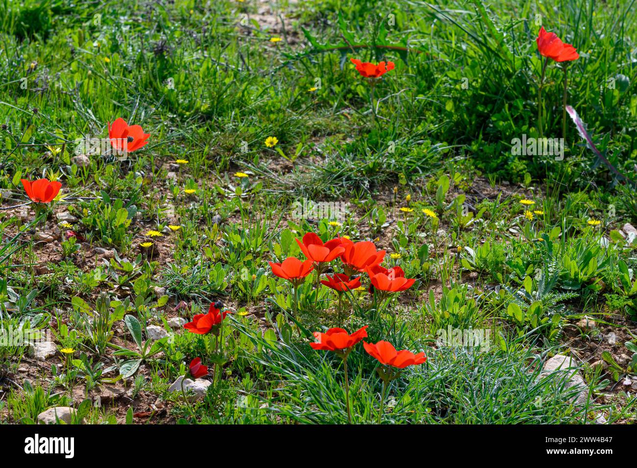 Fleurs sauvages printanières rouges Anemone coronaria (anémone du coquelicot). Cette fleur sauvage peut apparaître en plusieurs couleurs. Principalement rouge, mais aussi violet, bleu et blanc P Banque D'Images