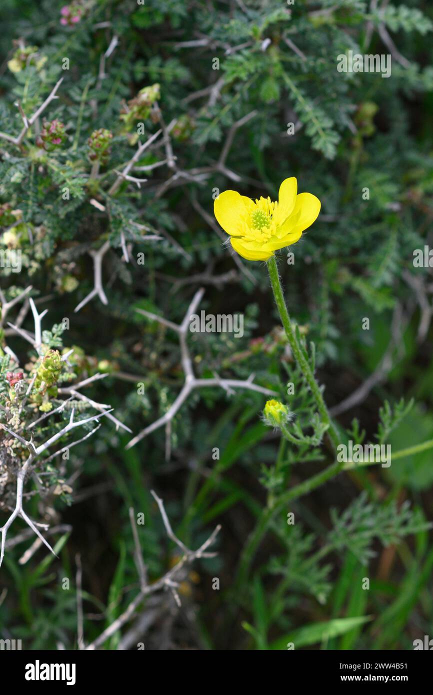 Ranunculus millefoliu aka Ranunculus millefoliatus la coupe du papillon de Jérusalem photographiée à Har Amasa (Mont Amasa), Israël au printemps février Banque D'Images