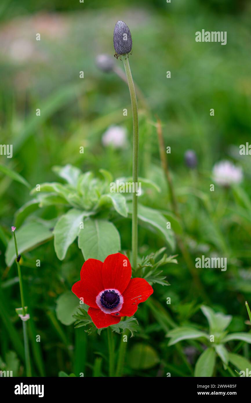Fleurs sauvages printanières rouges Anemone coronaria (anémone du coquelicot). Cette fleur sauvage peut apparaître en plusieurs couleurs. Principalement rouge, mais aussi violet, bleu et blanc P Banque D'Images