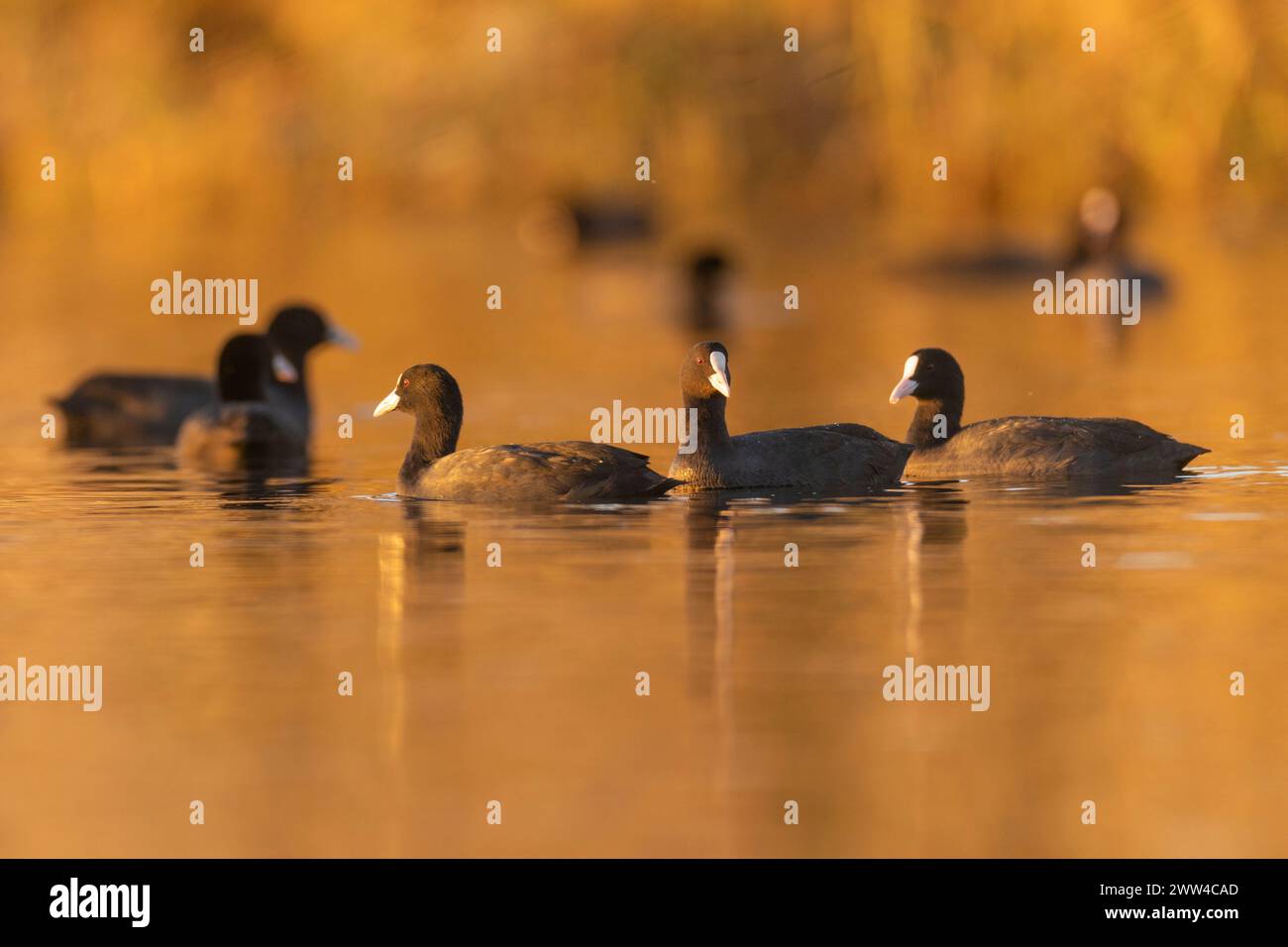 Un troupeau de غرة أوراسية eurasien (Fulica atra) flottant sur l'eau photographié en Israël en décembre Banque D'Images