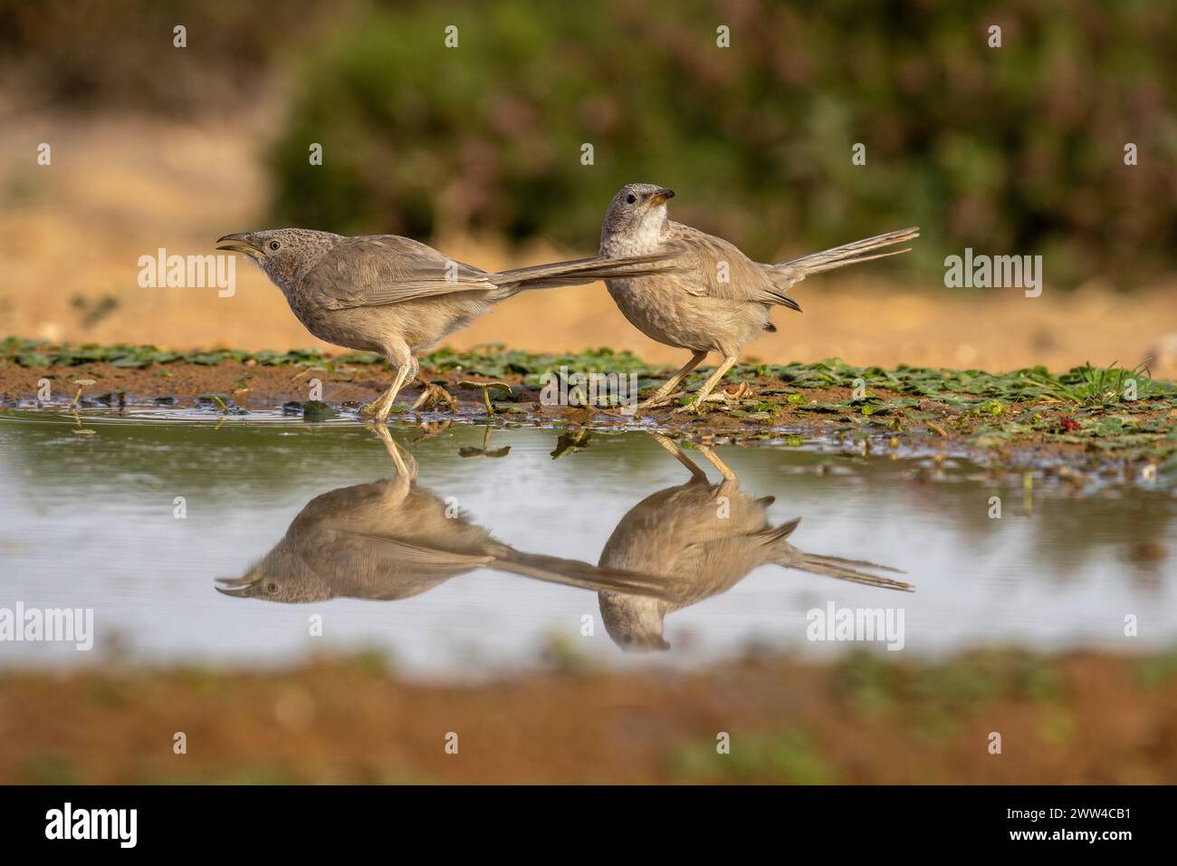 Babbler arabe près de l'eau le babbler arabe (Argya squamiceps) est un oiseau passereau. C'est un oiseau résident de nidification communautaire de broussailles arides dans le M. Banque D'Images