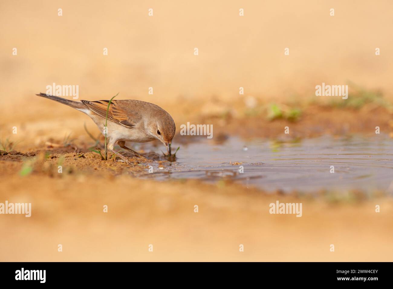 Le roat blanc commun ou plus grand blanc (Curruca communis) est une paruline typique commune et répandue qui se reproduit dans toute l'Europe et à travers le monde Banque D'Images