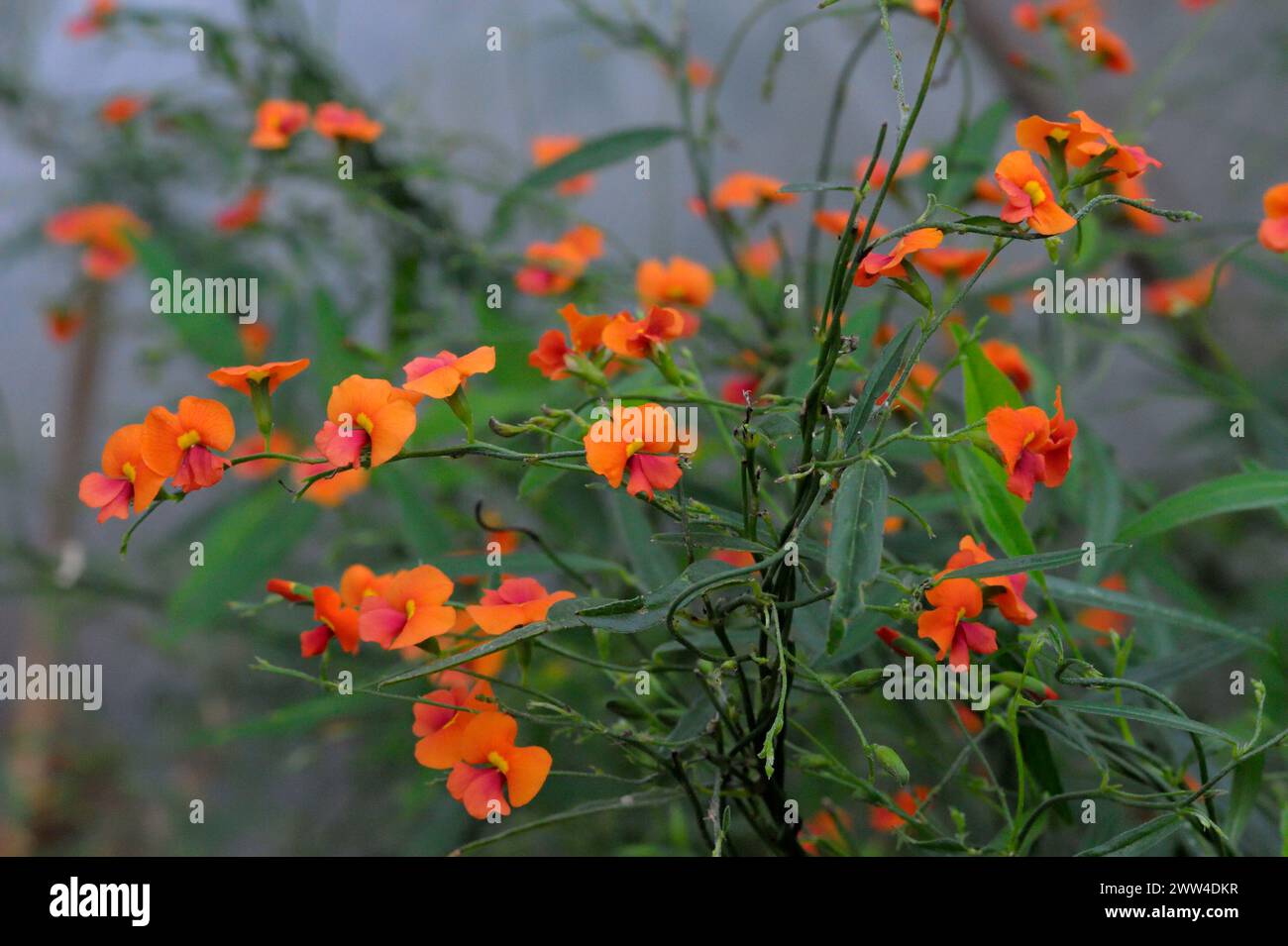 Fowers de Chorizema diversifolium Banque D'Images