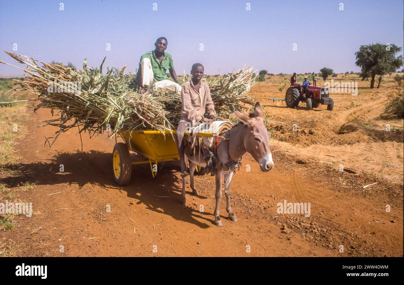 Niger, Tanbalac, les agriculteurs transportent le mil récolté avec une charrette à âne dans la zone sahel, tandis qu’un champ est labouré avec un tracteur. Banque D'Images