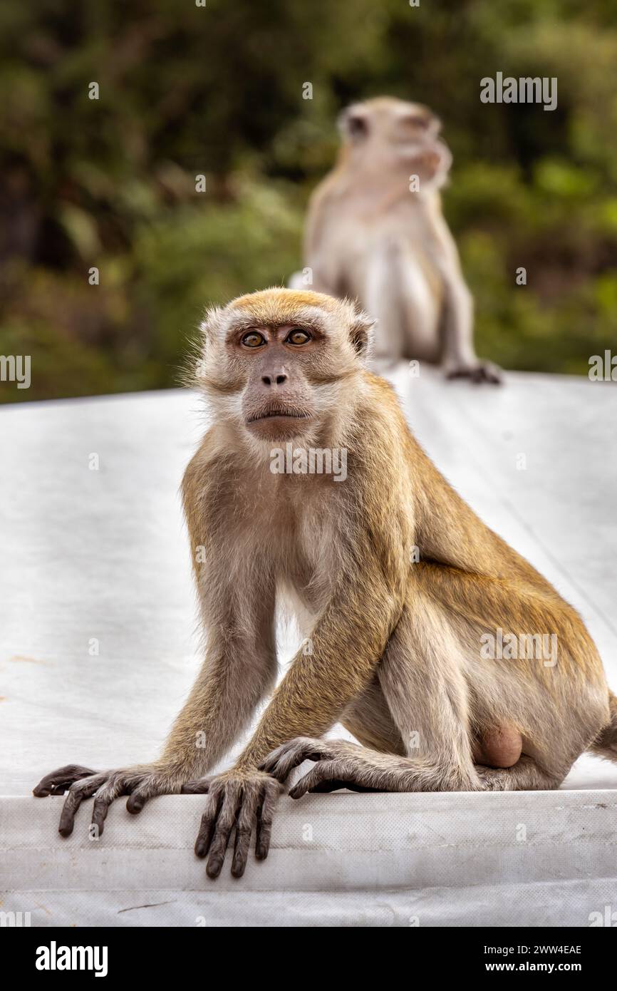 Singes macaques aux grottes de Batu, Kuala Lumpur, Malaisie, Asie du Sud-est Banque D'Images