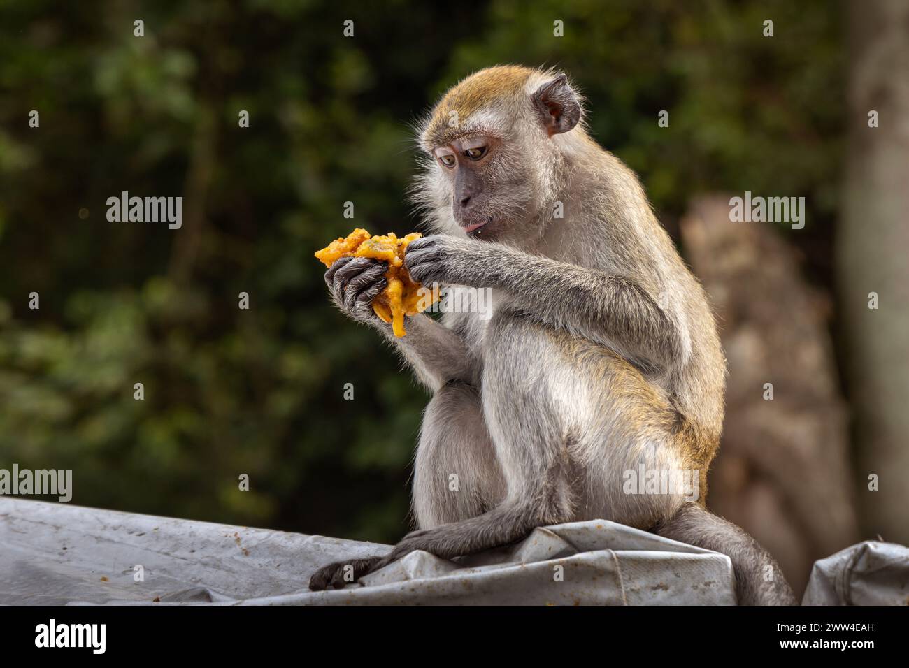Singe macaque aux grottes de Batu avec des fruits donnés par les visiteurs de passage, Kuala Lumpur, Malaisie, Asie du Sud-est Banque D'Images