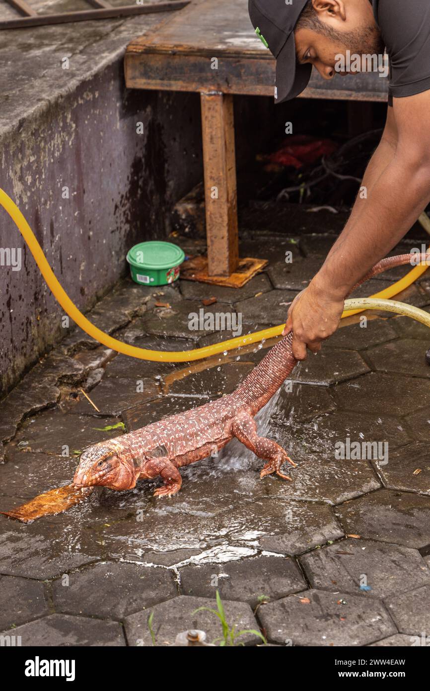 Homme descendant un iguane pour la photographie touristique pendant le festival hindou de Thaipusam dans les grottes de Batu en Malaisie. Banque D'Images Homme descendant un iguane pour la photographie touristique pendant le festival hindou de Thaipusam dans les grottes de Batu en Malaisie. Banque D'Images