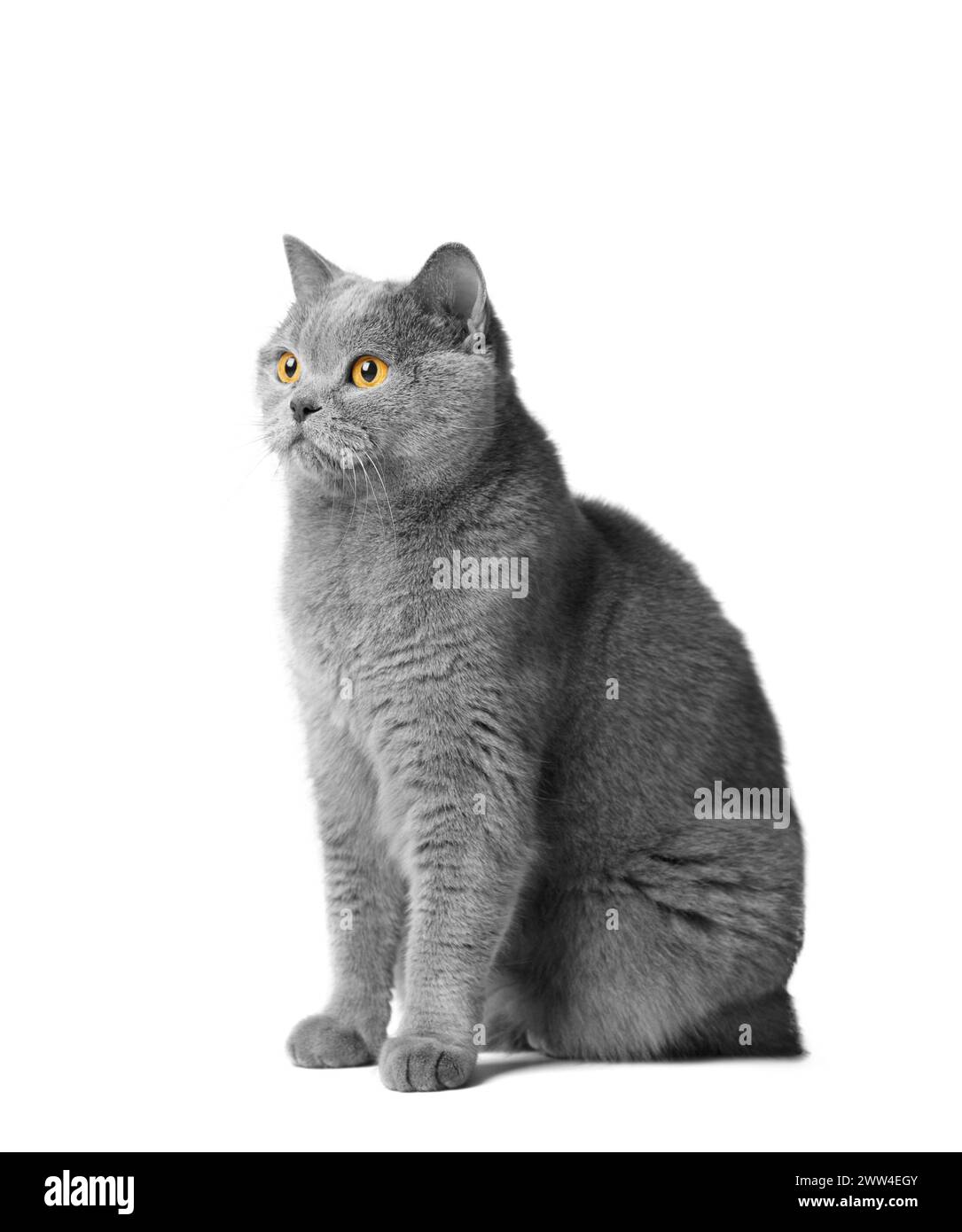 Un chat britannique bleu avec de grands yeux orange est assis sur un fond blanc. Chat gris de race pure sur blanc isolé. Banque D'Images