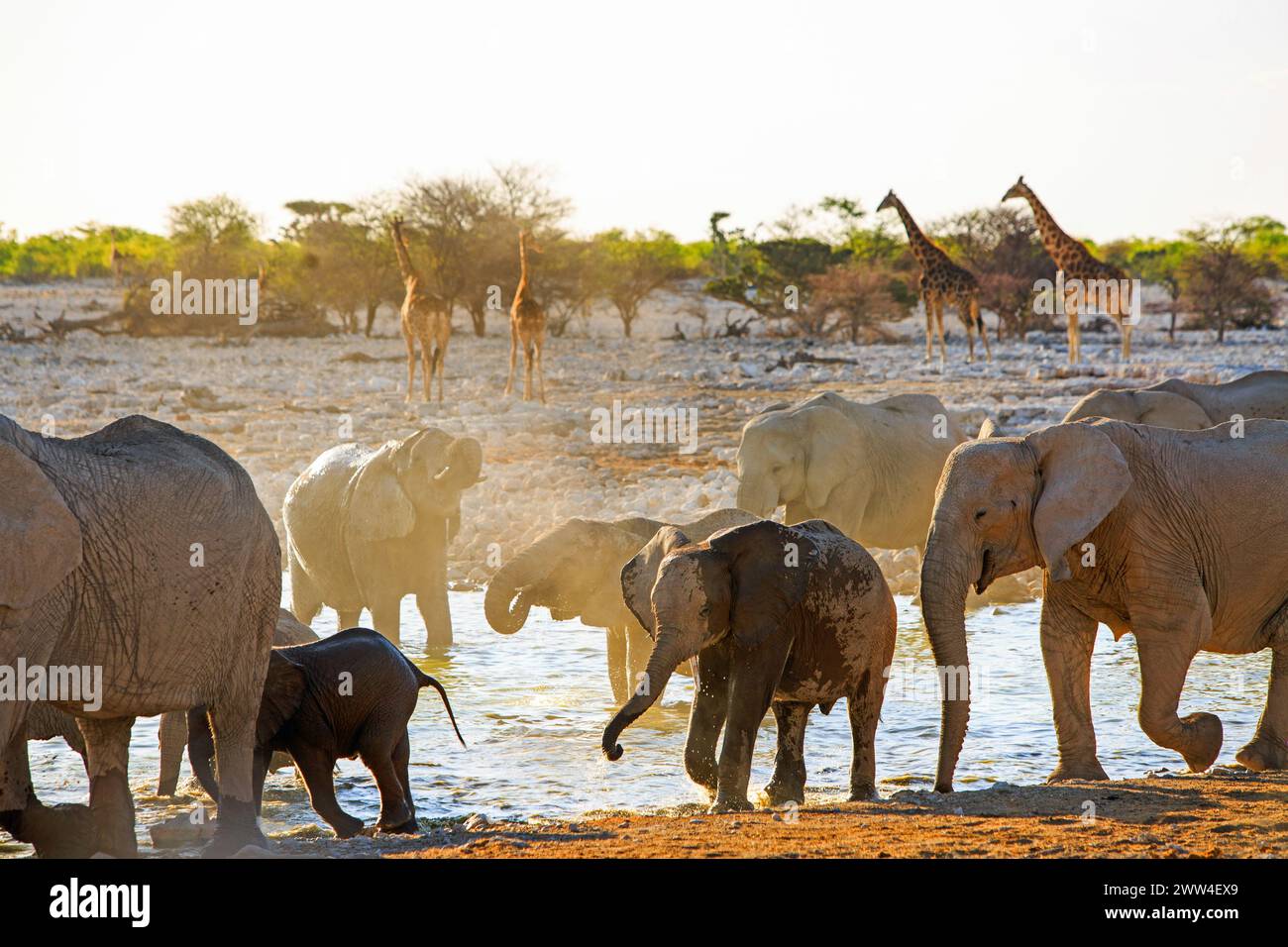 Les éléphants jouent dans le Bush africain avec la lumière du soleil et des ombres et un troupeau de girafe sur le côté opposé de la rive, Etosha National Park Banque D'Images