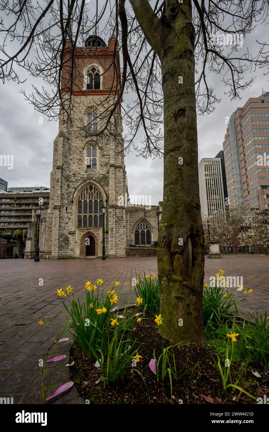 Londres, Royaume-Uni : St Giles Cripplegate, une église de style gothique située sur le domaine Barbican dans la ville de Londres avec des jonquilles et un arbre. Banque D'Images