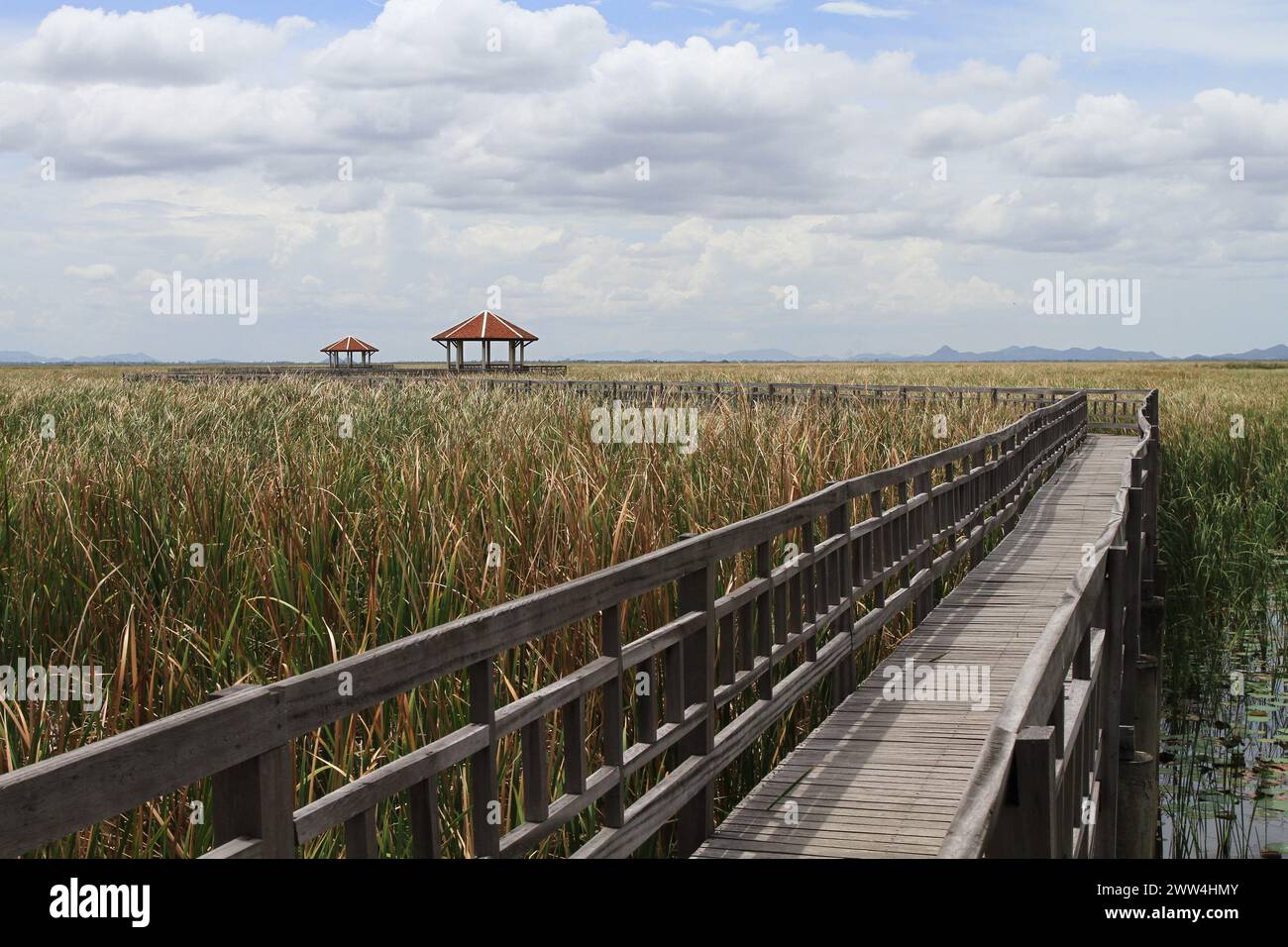 Pont en bois dans le lac de lotus au parc national de Khao Sam Roi Yot, Pran buri, province de Prachuap Khiri Khan, Thaïlande Banque D'Images