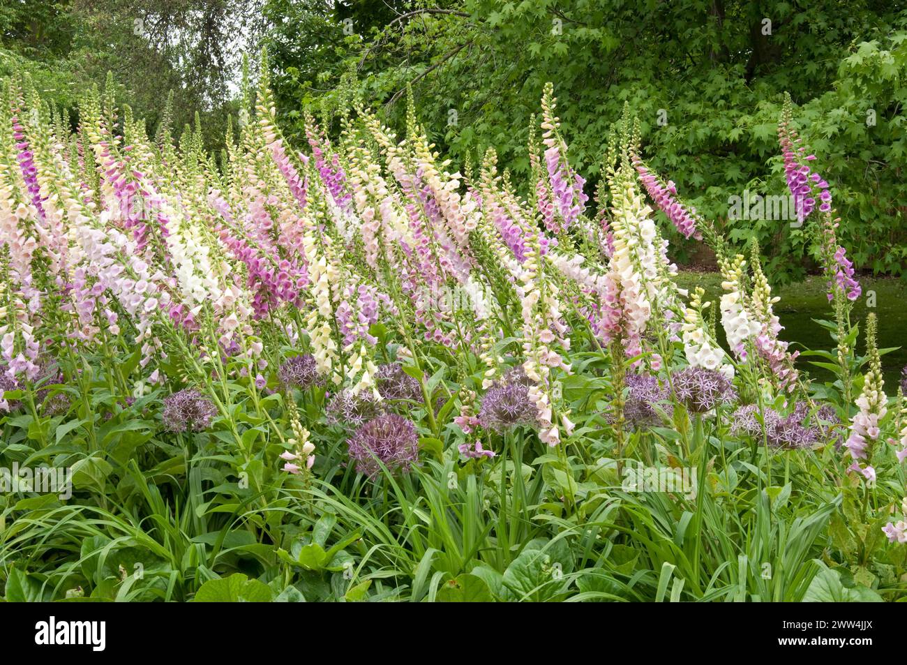 Foxgants et Allium, jardin des fleurs, Greenwich Park, Greenwich, South London, ROYAUME-UNI Banque D'Images