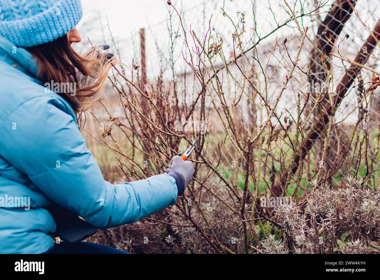 Jardinier élaguant le rosier dans le jardin de printemps avec sécateur. Femme prenant soin de l'arbuste. Travaux saisonniers extérieurs. Outils pour couper des tiges de plantes Banque D'Images