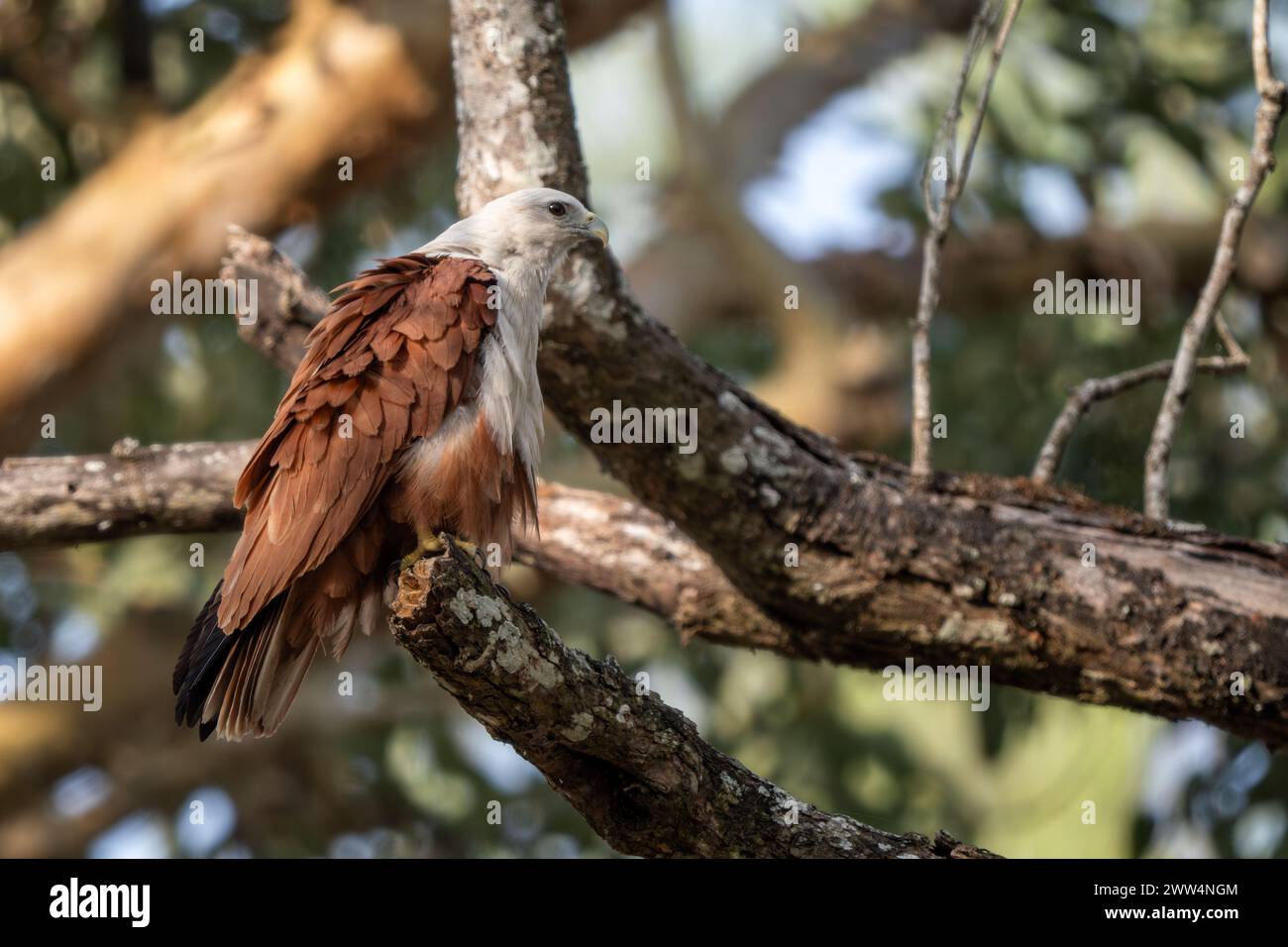 Brahminy Kite - Haliastur Indus, bel oiseau de proie des forêts et des zones humides asiatiques et australiennes, réserve de tigres de Nagarahole, Inde. Banque D'Images