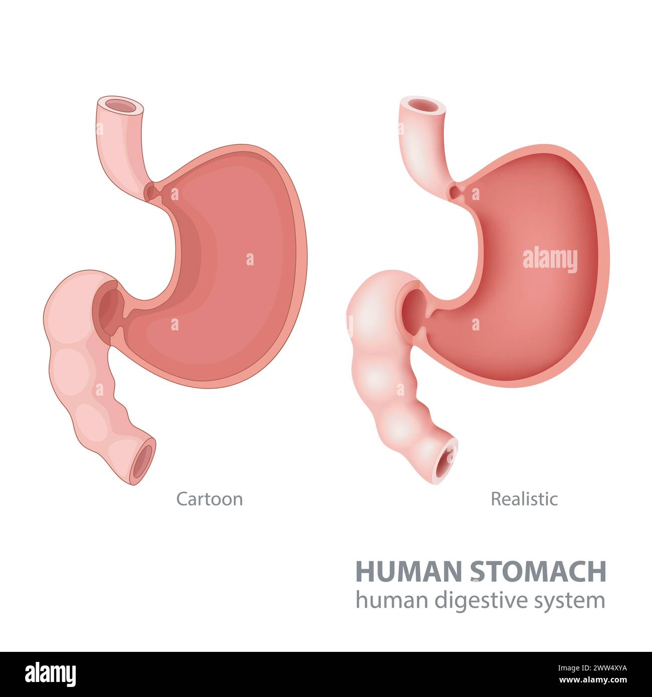 Estomac humain en dessin animé et réaliste, illustration vectorielle Illustration de Vecteur