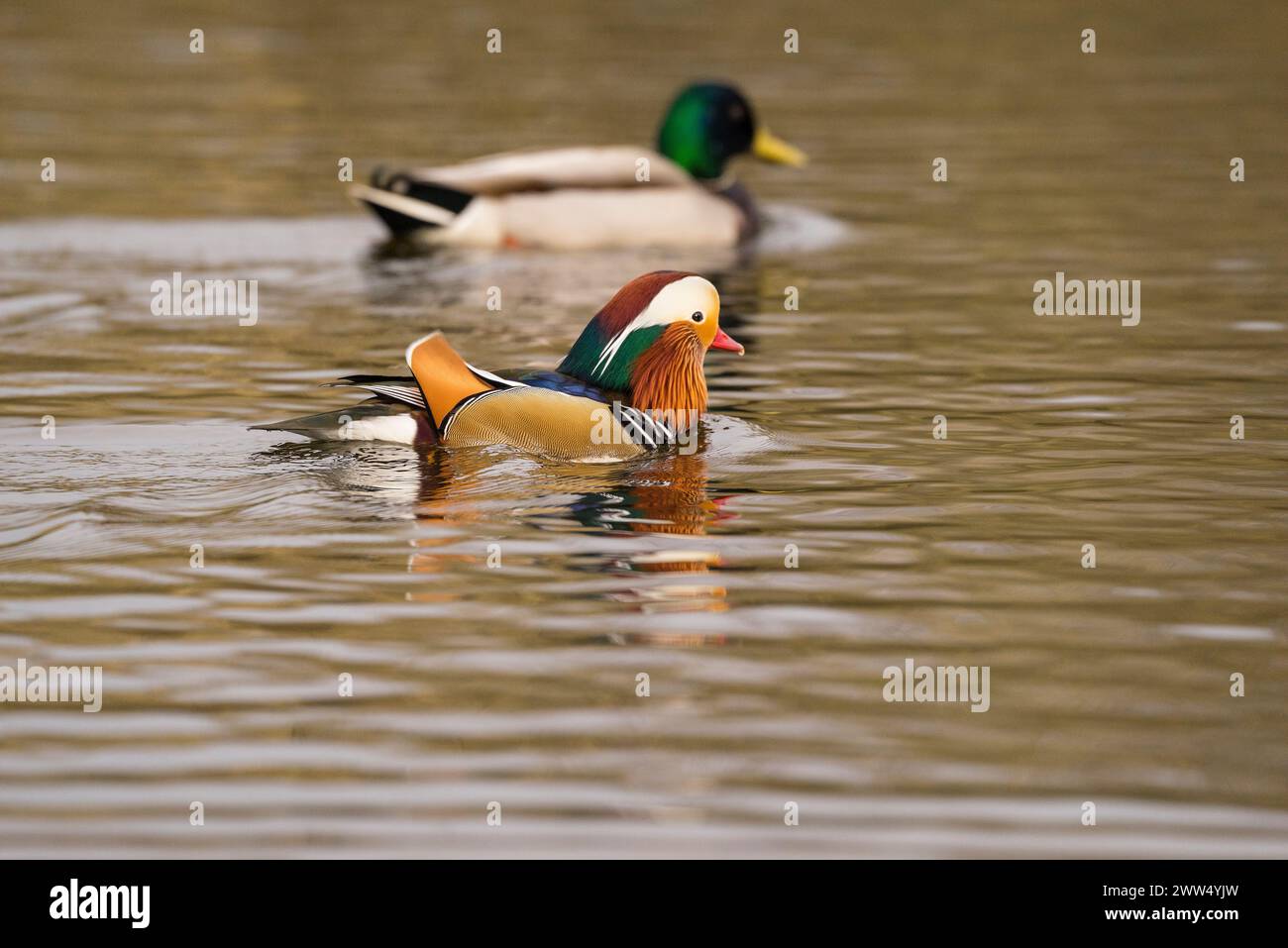 Canard mandarin mâle (Aix galericulata) avec colvert (Anas platyrhynchos) sur le lac du cimetière sur Southampton Common Banque D'Images