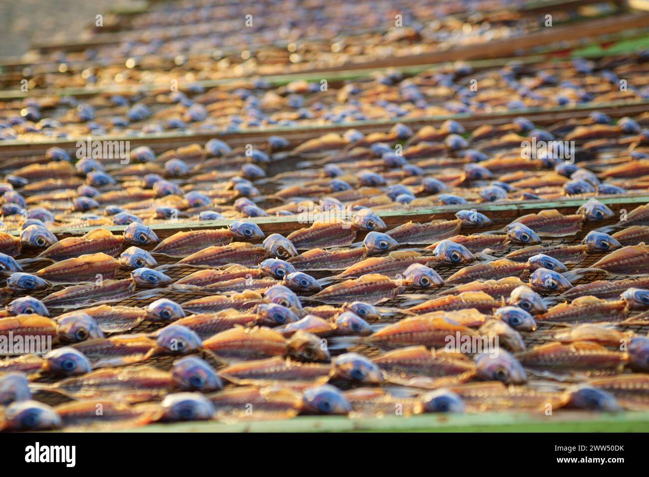 Chinchard séché sur la plage de Nazare, Portugal. Nazare SECHANT Fish tradition. Banque D'Images