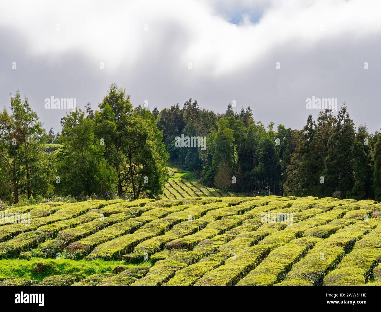 Plantation de thé verdoyante de champs dans l'usine de thé Gorreana sur l'île de São Miguel aux Açores, Portugal. Banque D'Images