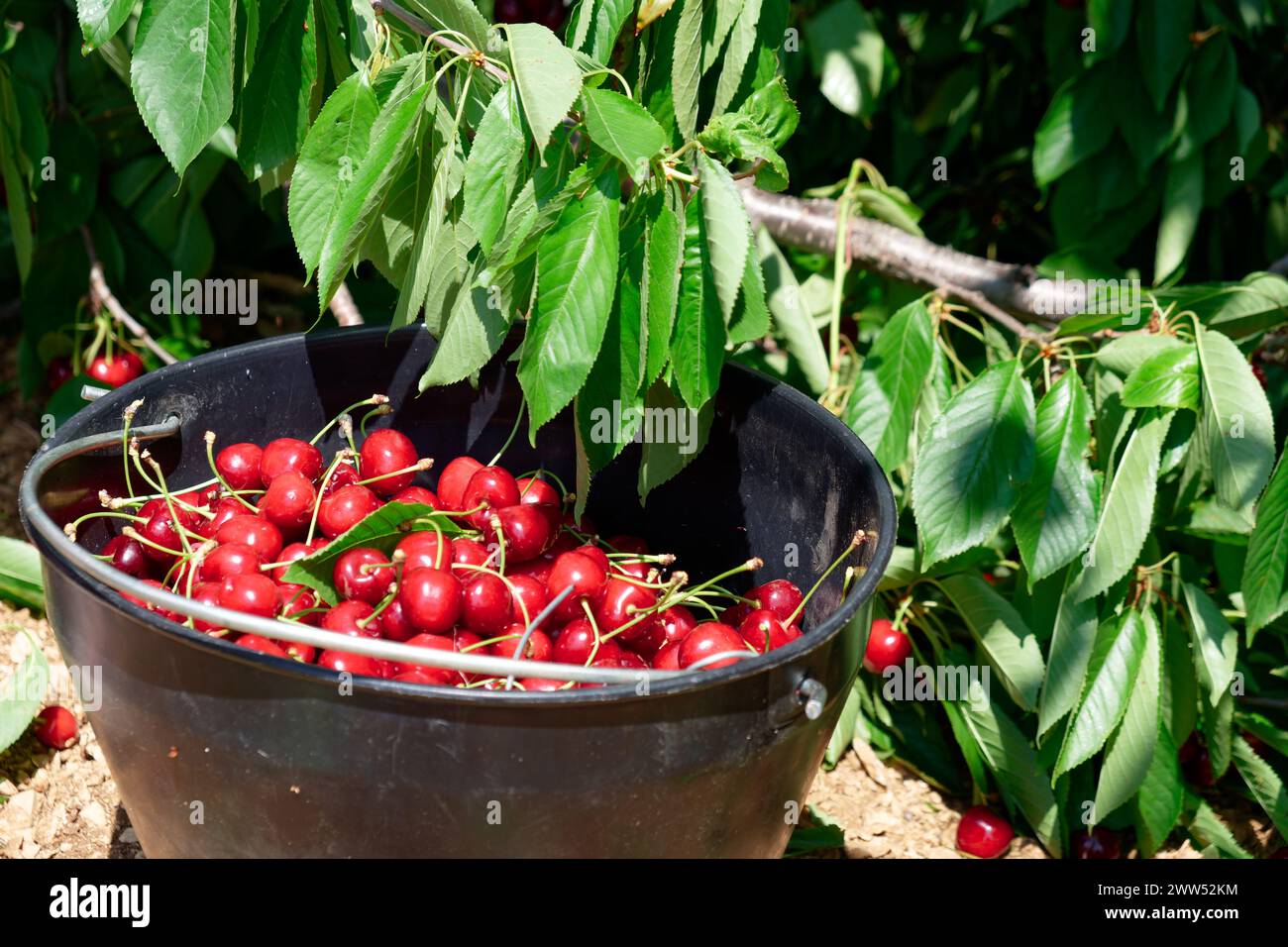 Fruits de cerise à l'intérieur d'un seau noir après avoir été cueillis. Cerises biologiques. Banque D'Images