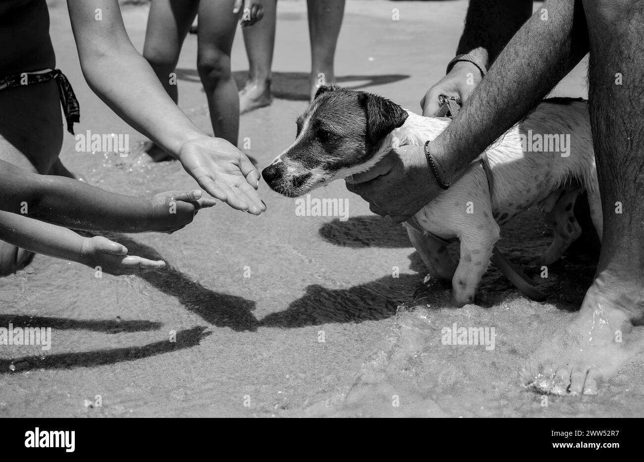 Les mains attentionnées procurent un confort à un chien trempé sur une plage animée, mettant en valeur un moment tendre de connexion homme-animal - Jack Russell sur une mer animée Banque D'Images