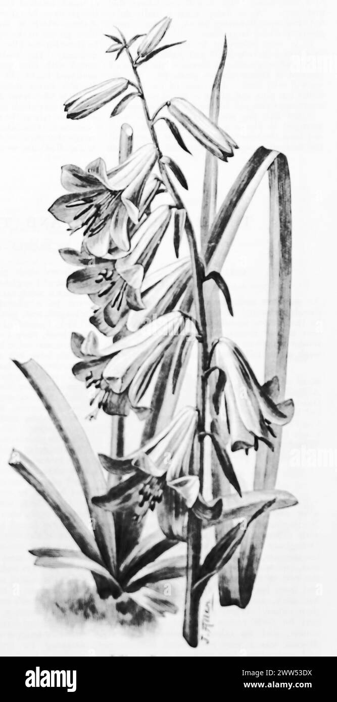 Dessin au trait de la tige et des fleurs de Lilium Roseum, d'après une illustration de J. Allen. Noir et blanc. Photographie tirée d'un magazine initialement publié en 1898. Banque D'Images