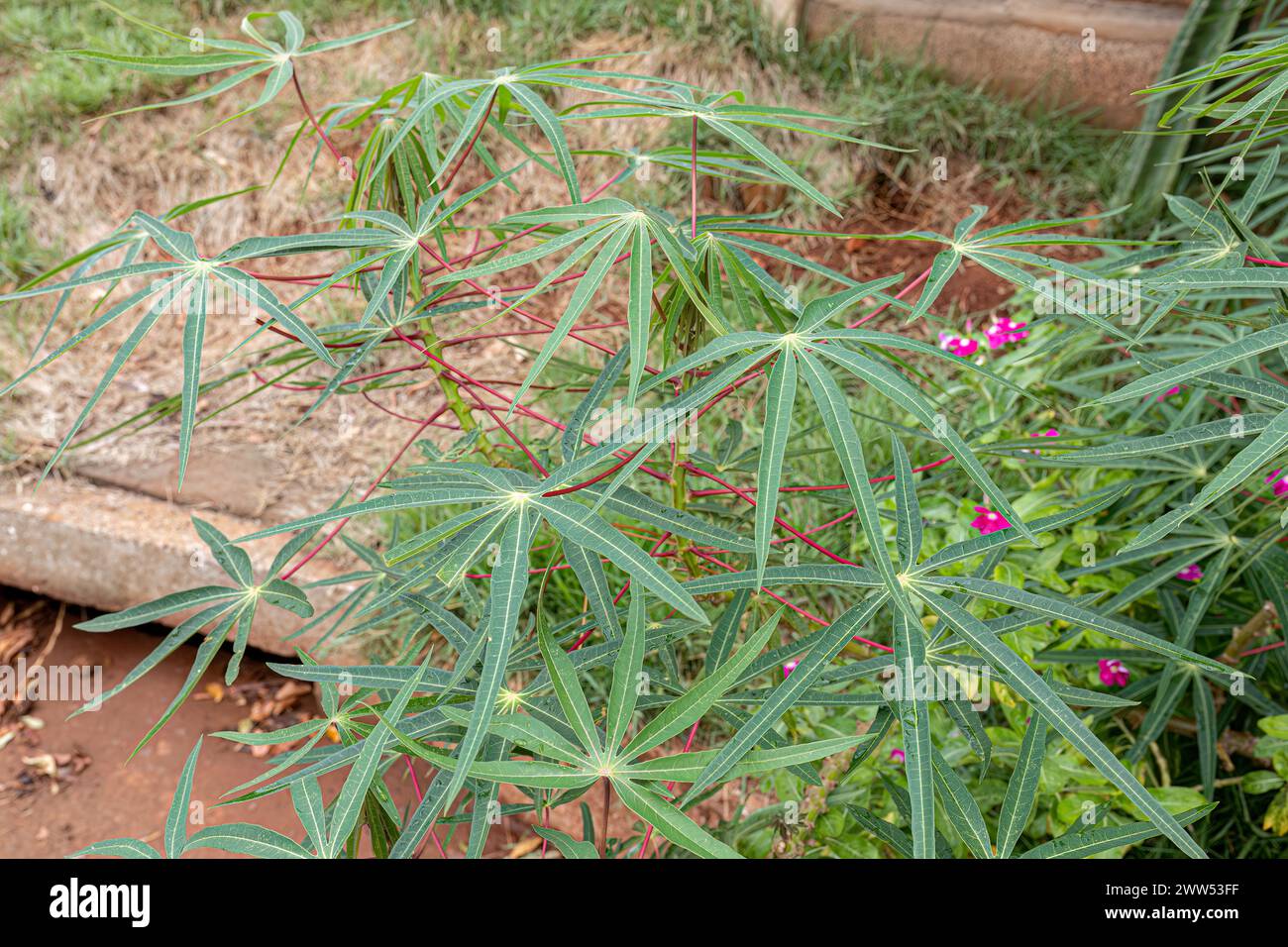 Manioc feuilles de plantes de l'espèce Manihot esculenta Banque D'Images