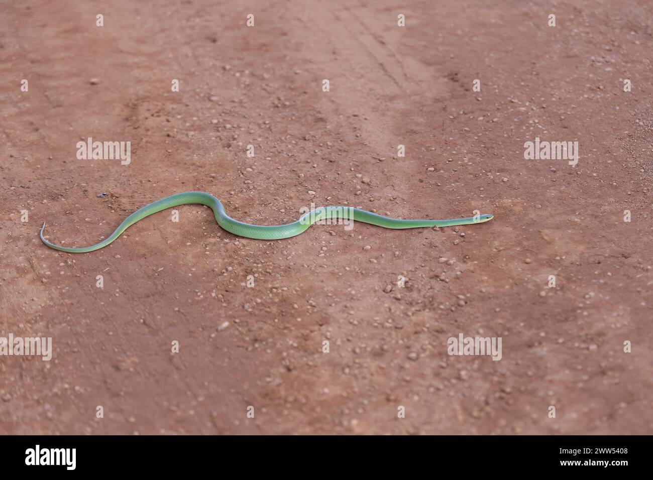 Serpent vert brésilien de race de l'espèce Philodryas aestiva Banque D'Images