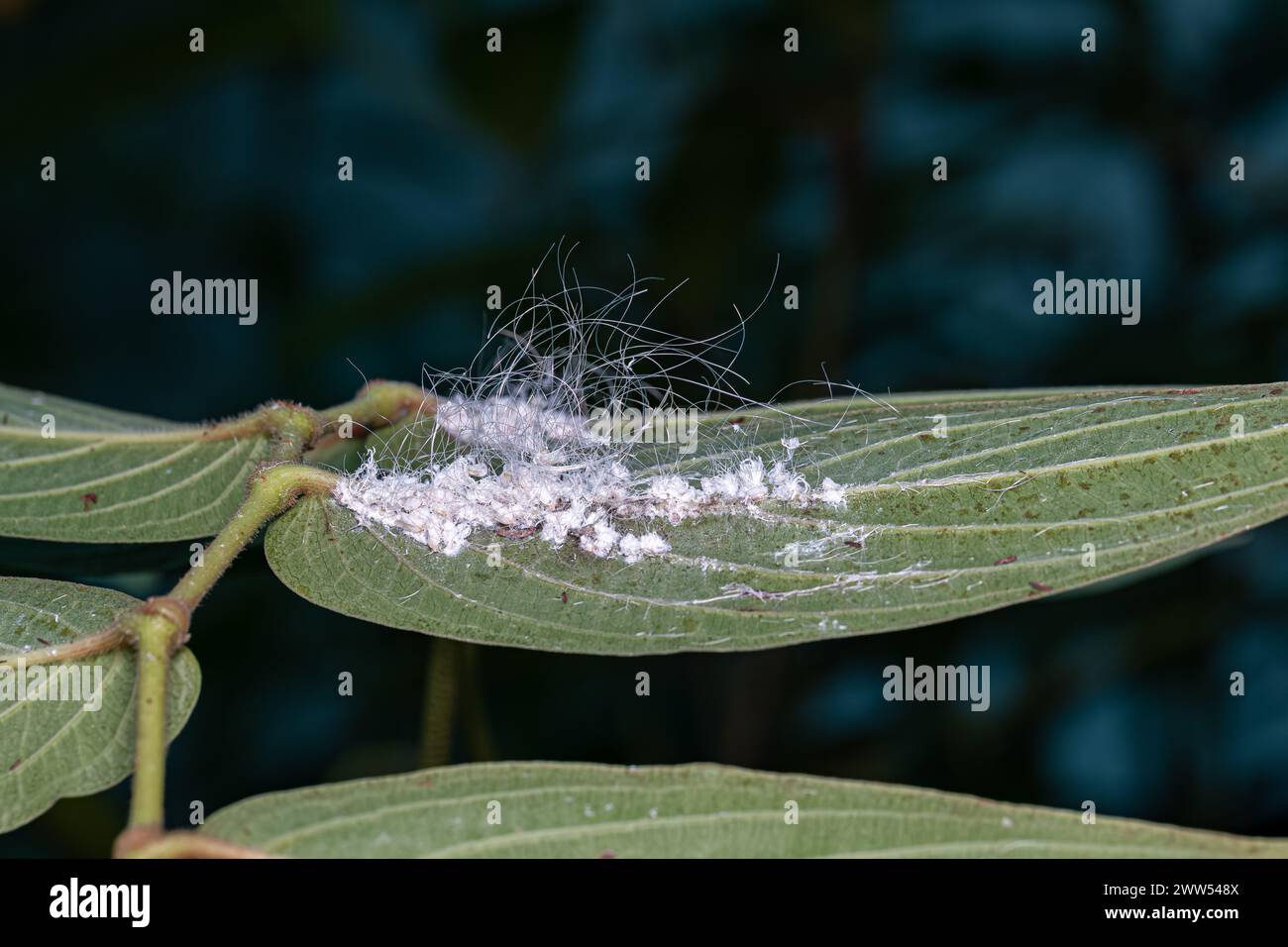 Petits insectes blancs de la famille Aleyrodidae Banque D'Images