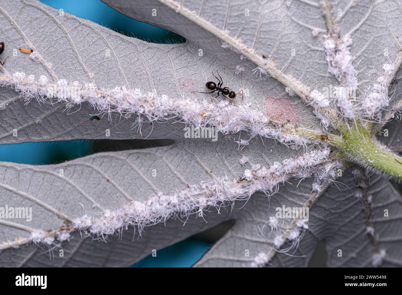 Petits insectes blancs de la famille Aleyrodidae Banque D'Images