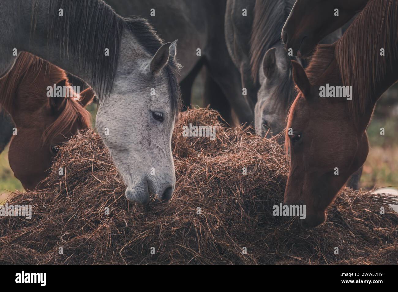 Chevaux mangeant une boule d'herbe sèche par un matin froid Banque D'Images
