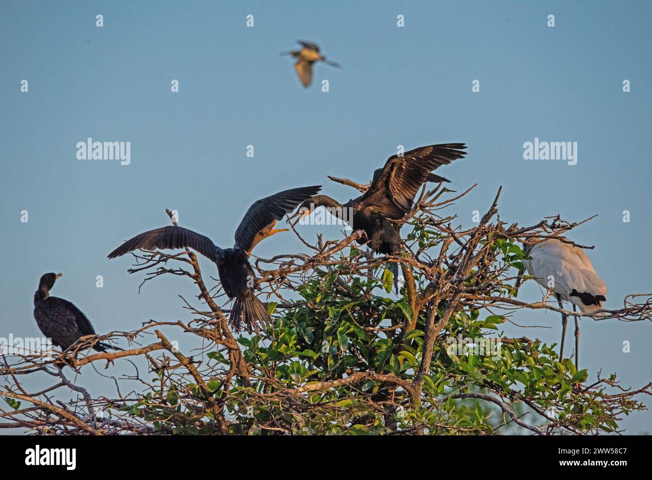 Oiseaux Anhinga Banque D'Images