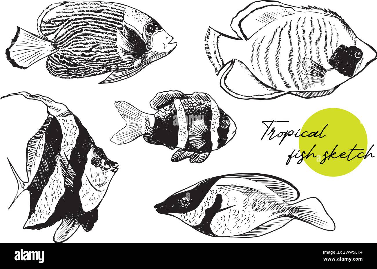 Éléments naturels sous-marins dessinés à la main. Croquis de poissons d'aquarium exotiques. Ensemble animaux monochromes. Coloriage d'illustration noir et blanc. Illustration de Vecteur