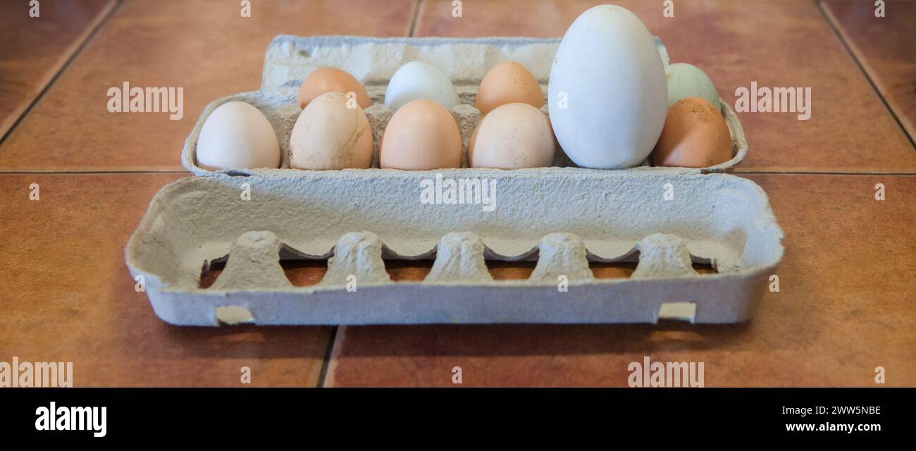 Gros oeuf d'oie fermier entre ceux de poulet. Affichage sur emballage en carton Banque D'Images