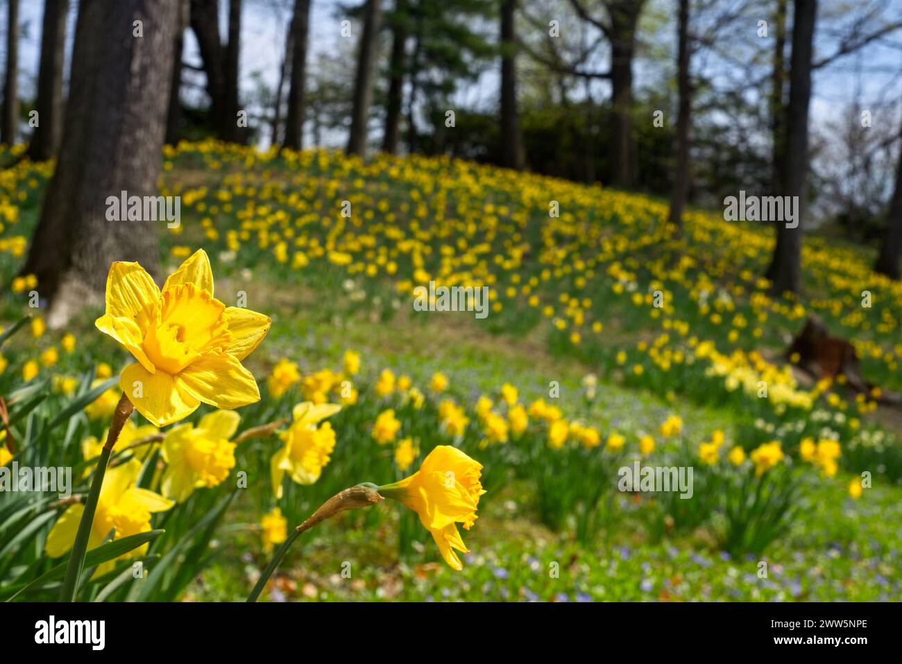 Un tapis de jonquilles dans un parc de Cleveland Ohio, avec l'accent sur la fleur proche à gauche. Banque D'Images
