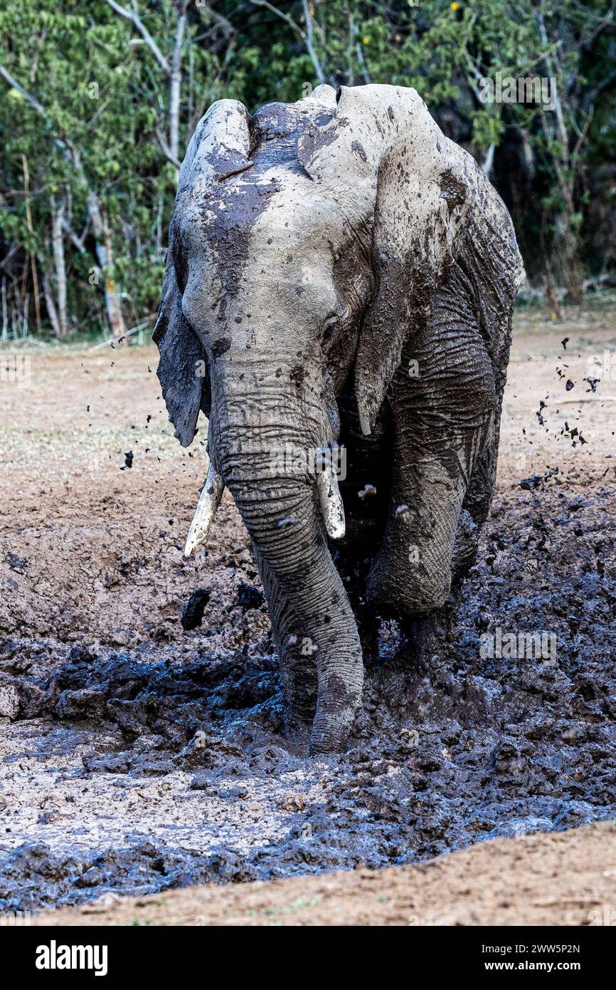 Éléphant piétinant dans la boue au Botswana, Afrique Banque D'Images