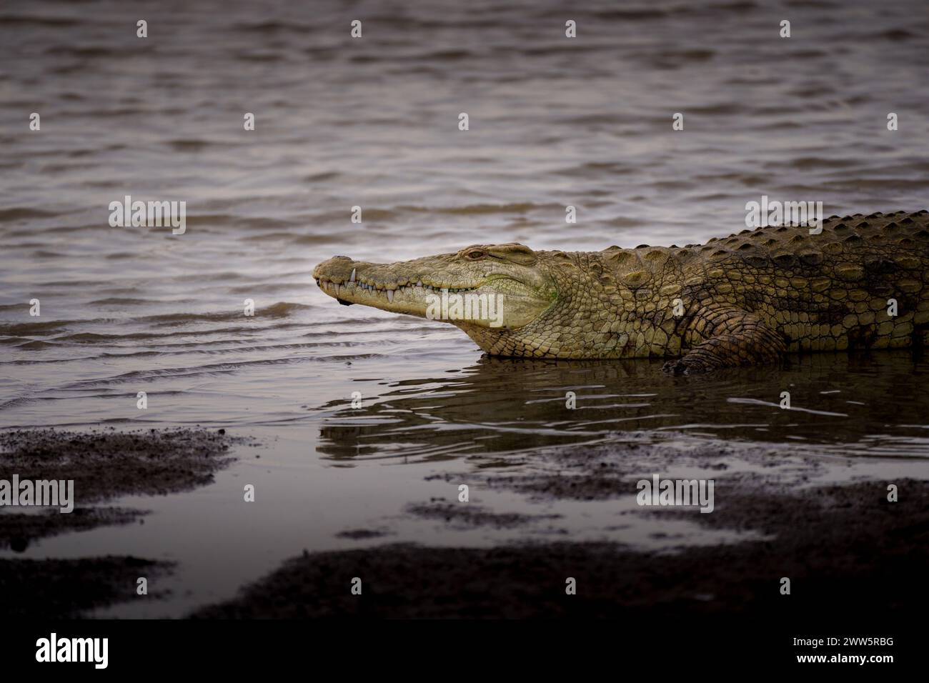 Crocodile en Afrique de l'est Banque D'Images