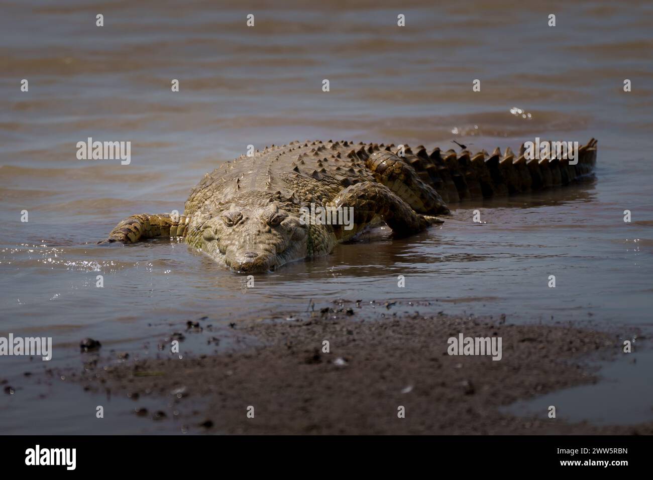 Crocodile en Afrique de l'est Banque D'Images