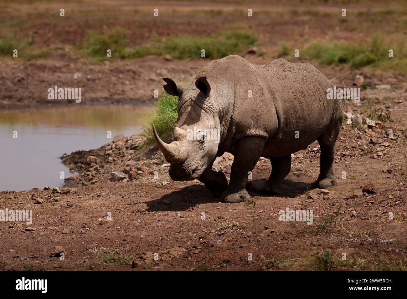 Grand rhinocéros blanc du Sud mâle Banque D'Images