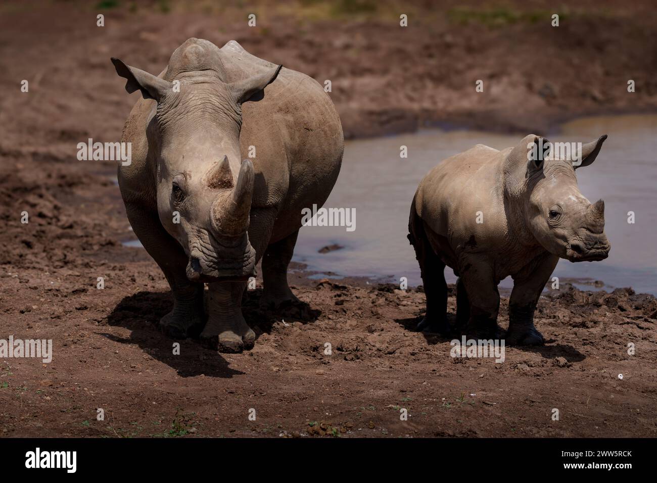 Garde debout : une mère rhinocéros avec bébé Banque D'Images