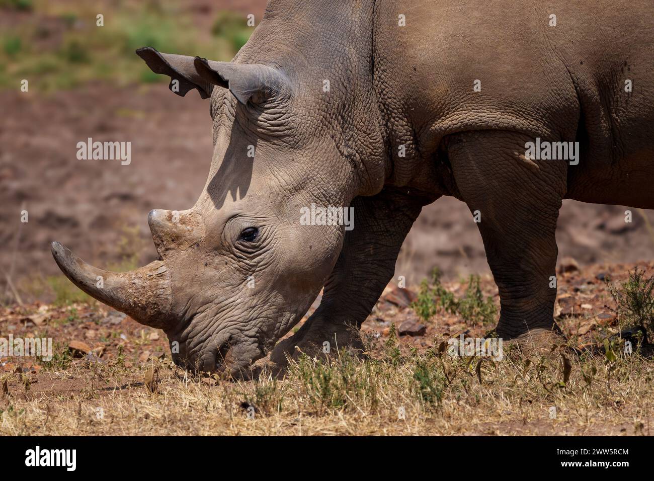Rhinocéros blanc du Sud dans le profil Banque D'Images