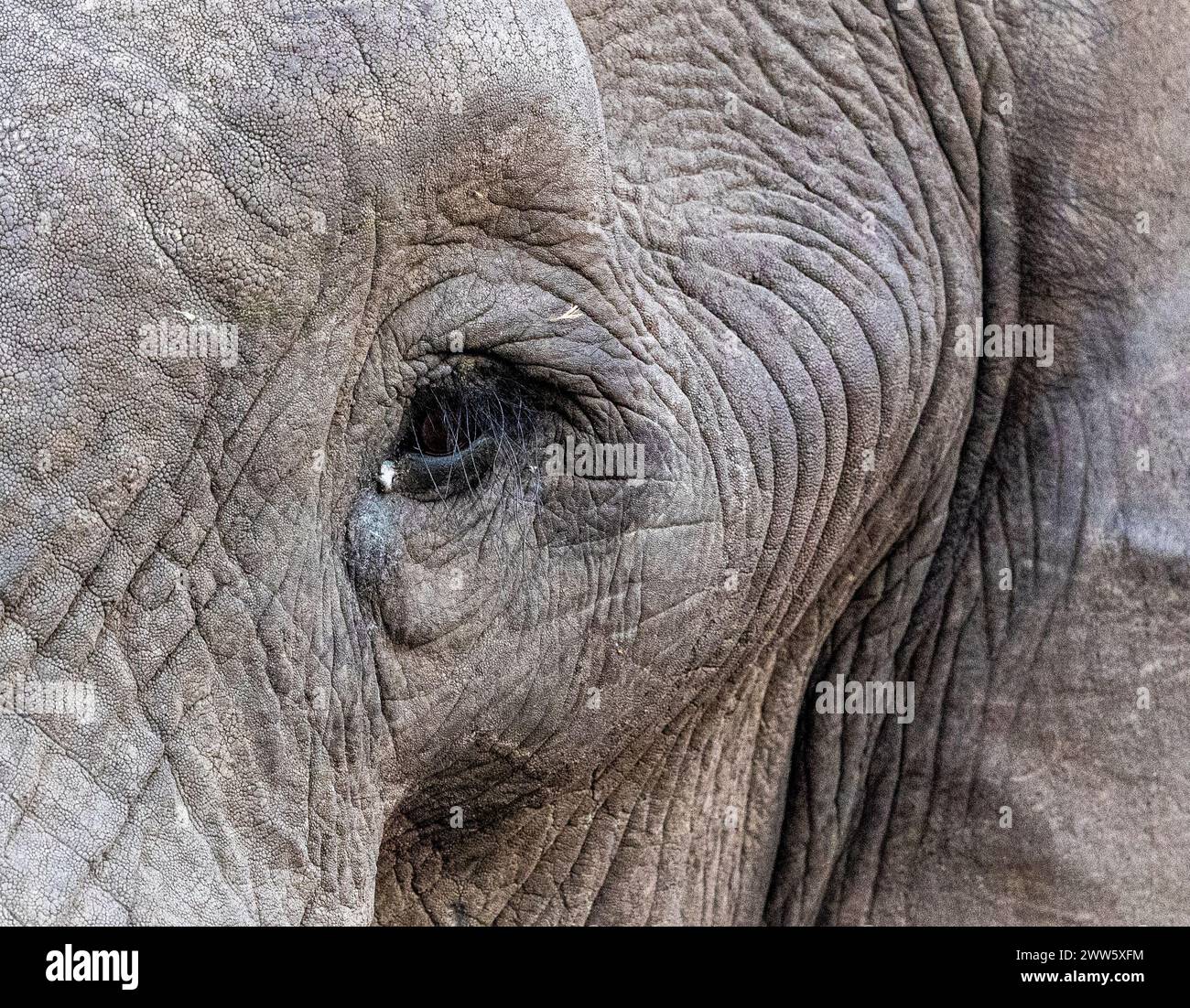 Gros plan portrait d'éléphant au Botswana, Afrique Banque D'Images