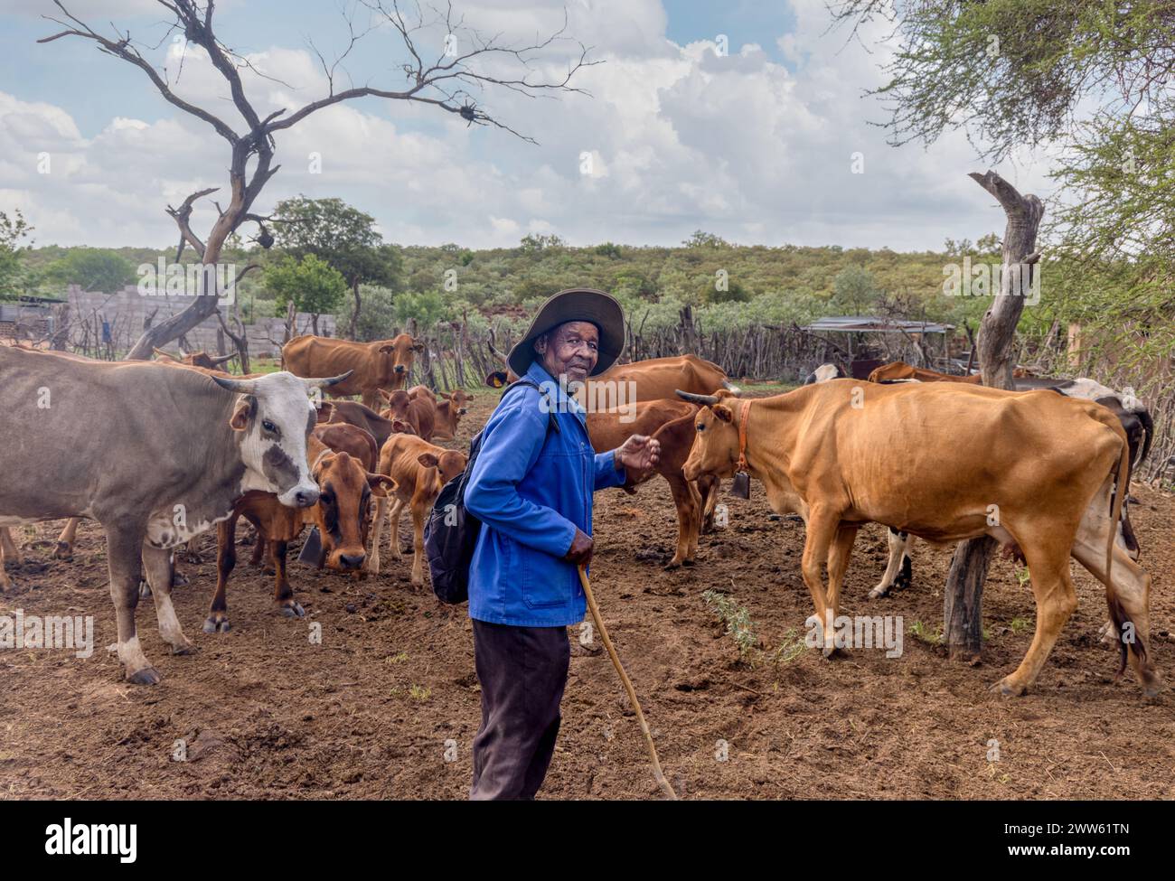 vieil homme africain avec ses vaches dans le kraal, village en afrique du sud Banque D'Images