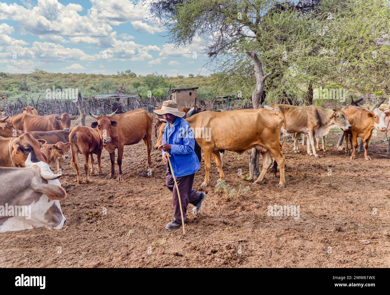 vieil homme africain avec ses vaches dans le kraal, village en afrique du sud Banque D'Images