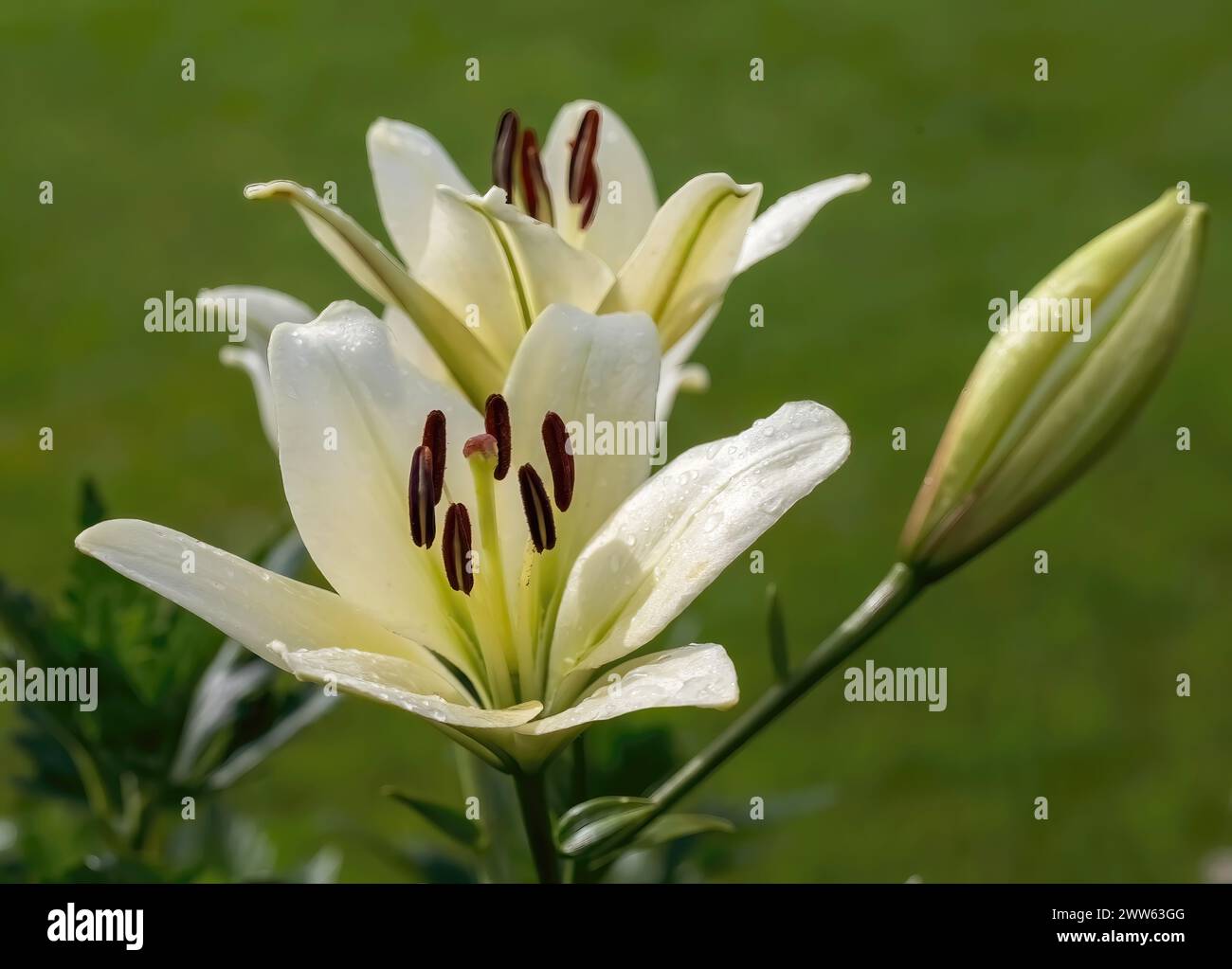 Jolis lys blancs en fleurs avec des gouttes de pluie après une pluie matinale estivale au Munsinger Gardens en parfait Paul, Minnesota États-Unis. Banque D'Images