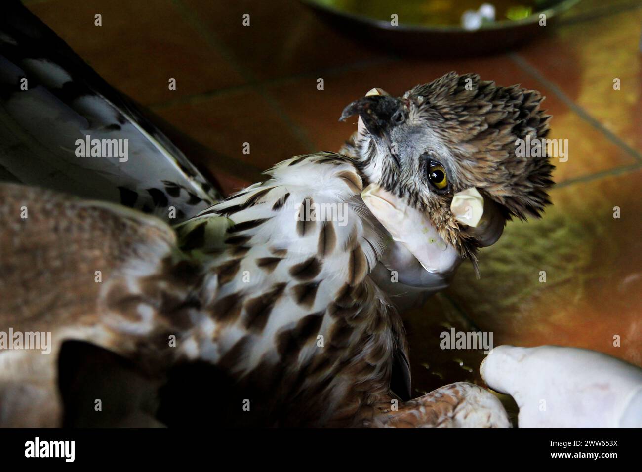 Hawk Eagle ou Spizaetus cirrhatus (Nisaetus cirrhatus) reçoit des soins de santé au Wildlife Rescue Center. Banque D'Images