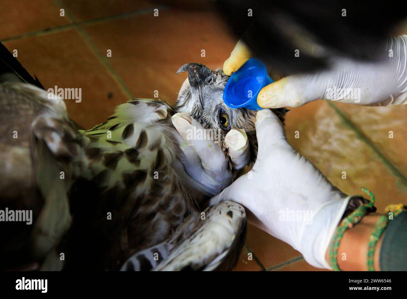 ELANG Brontok ou Hawk Eagle (Spizaetus cirrhatus) lors d'un traitement oculaire au Wildlife Rescue Center. Banque D'Images