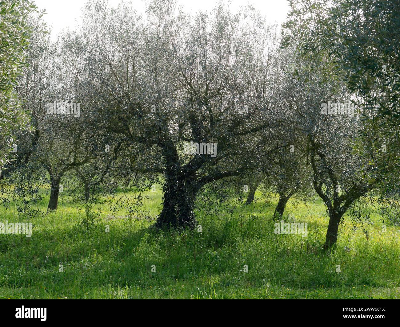 Oliveraie avec de longues herbes à Montefiascone, région du Latium, Italie. 21 mars 2024 Banque D'Images